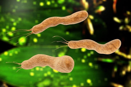 Apakah bahaya bakteria HP kepada gastrik?